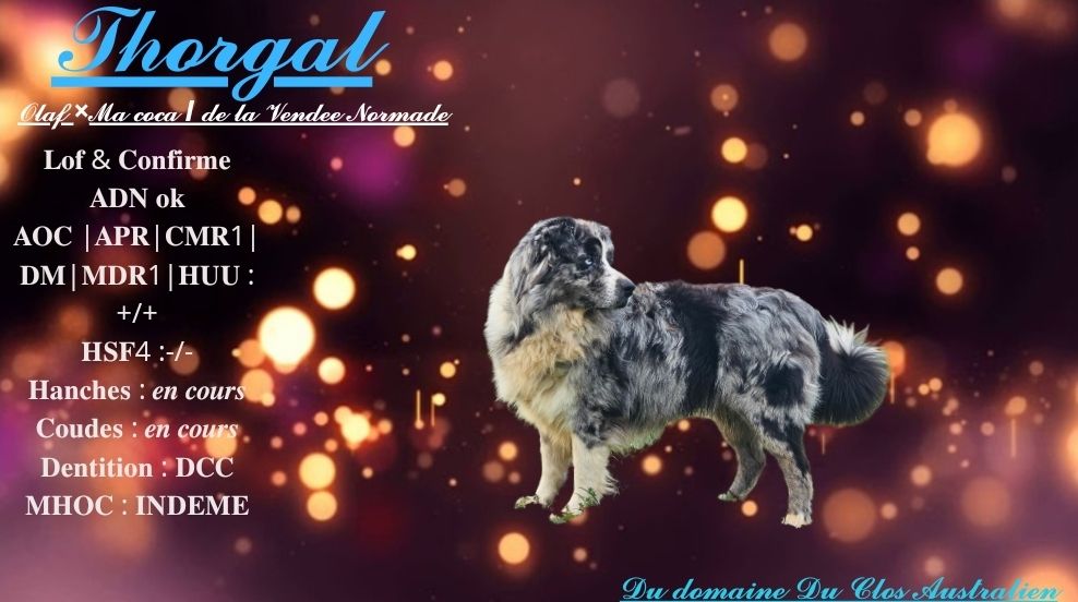 Thorgal (Sans Affixe)