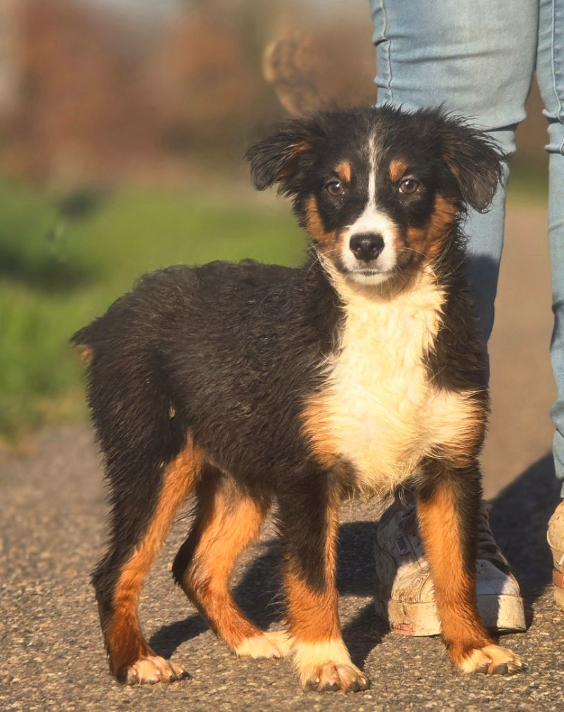 Du Domaine Du Clos Australien - Chiot disponible  - Berger Américain Miniature 