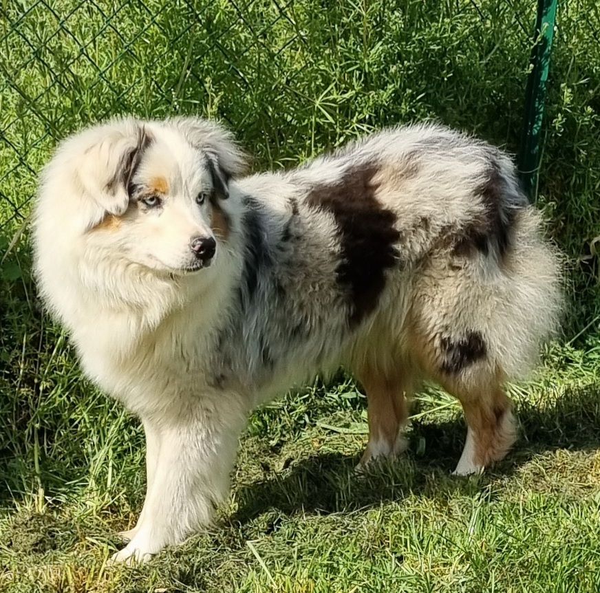 Rose pretty doll Du Domaine Du Clos Australien