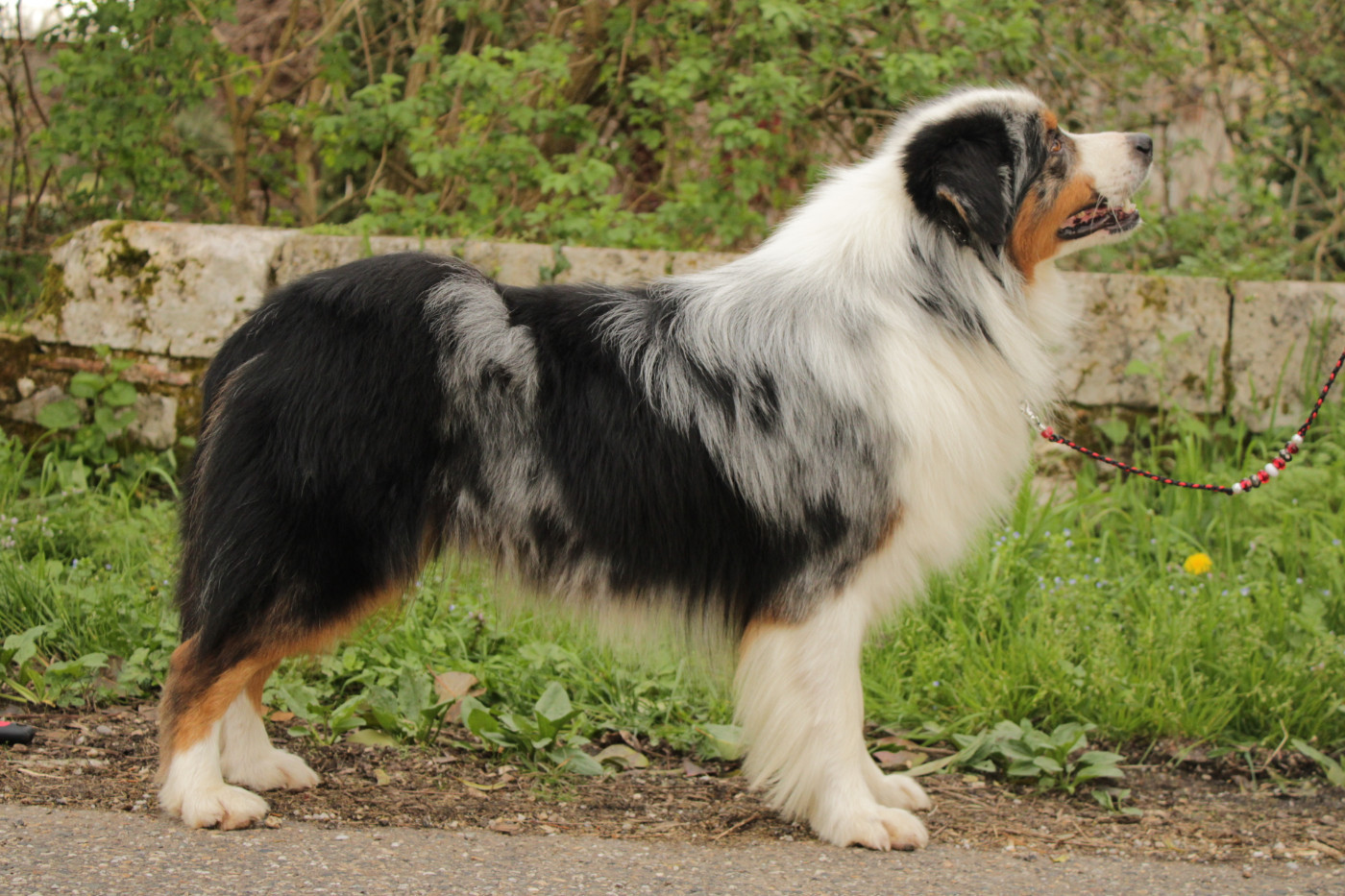 Ultra boy unix Du Domaine Du Clos Australien