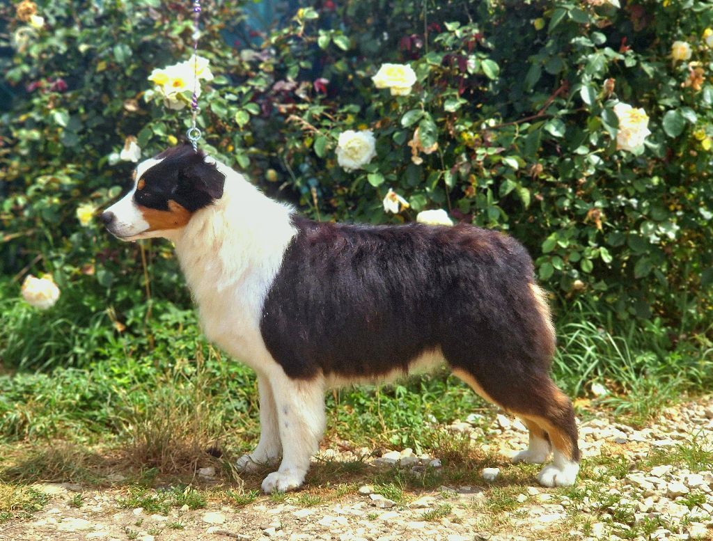 Very black blue eyes valky Du Domaine Du Clos Australien