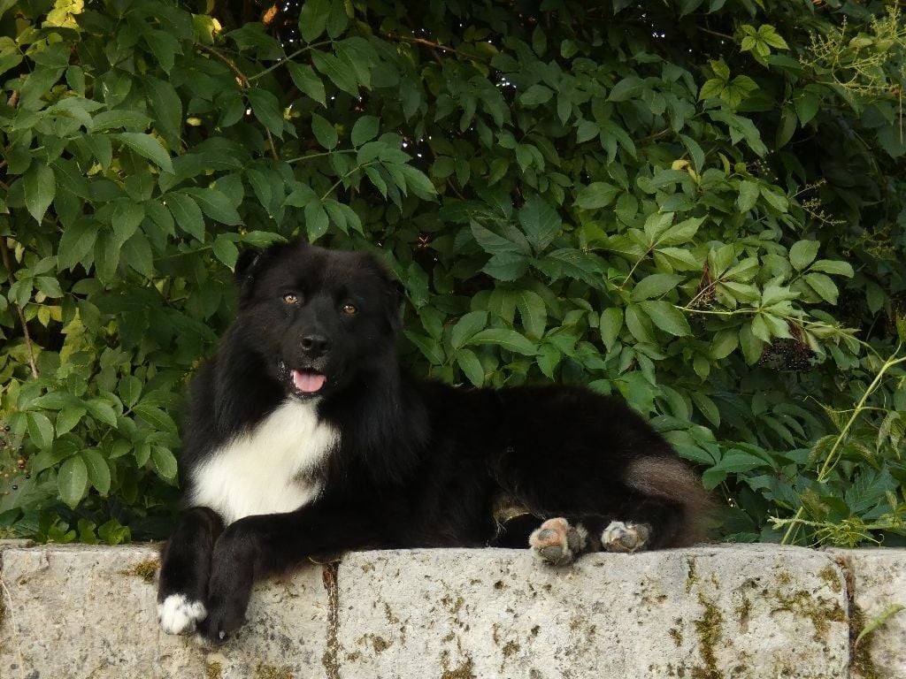 Very good boy vinau Du Domaine Du Clos Australien