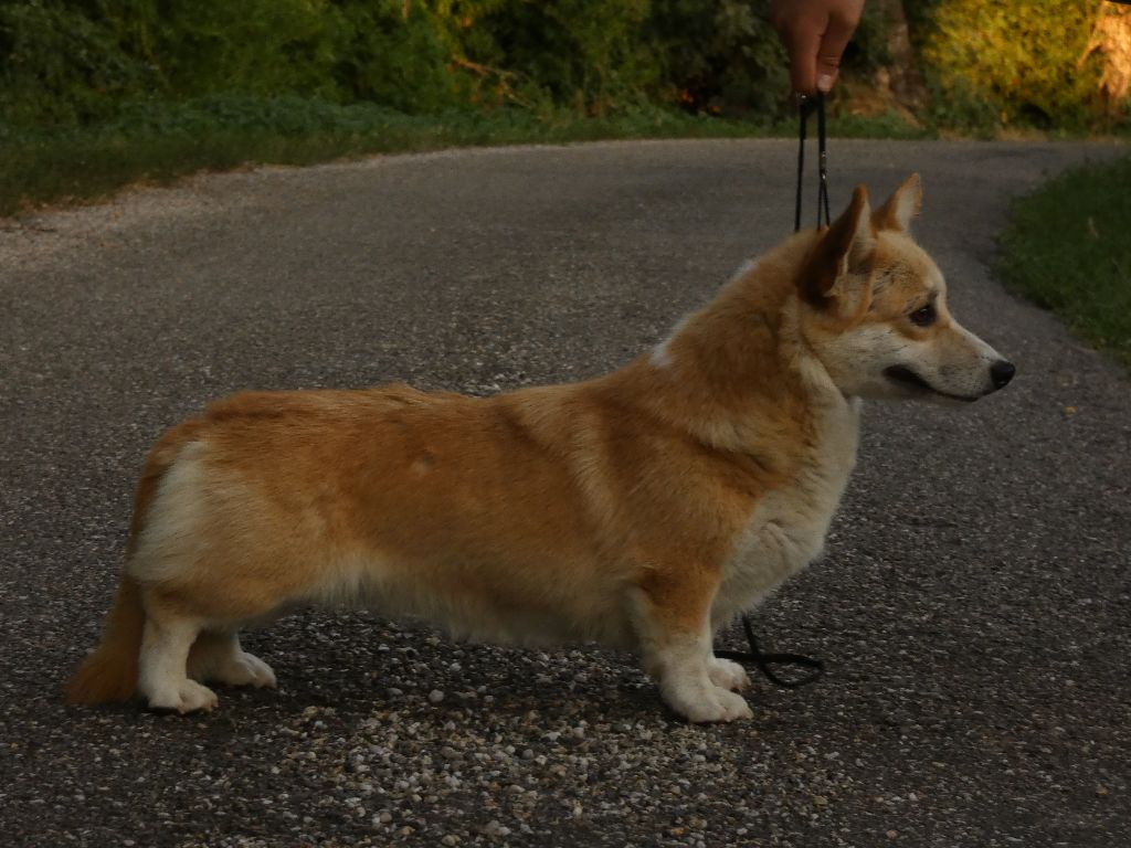 Utha kingdom of margail