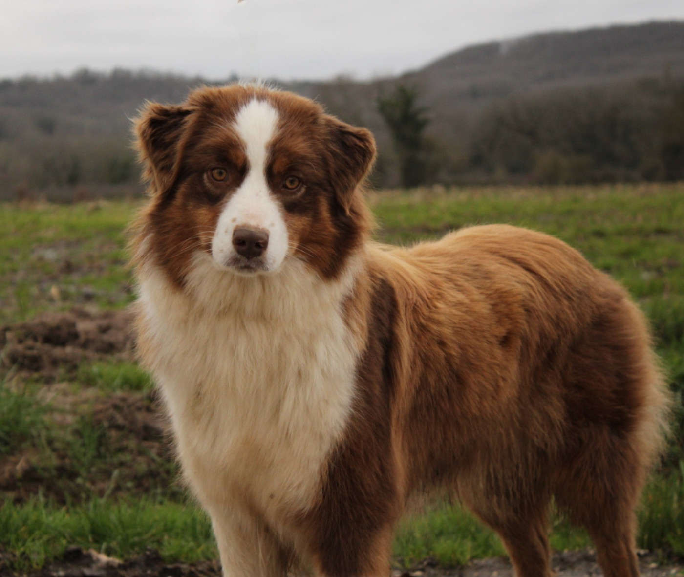 Vip private show of Piek'Shawi