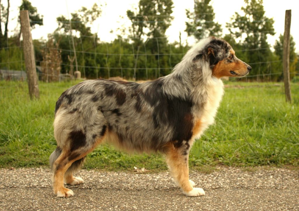 Saint graal cheerokee Du Domaine Du Clos Australien