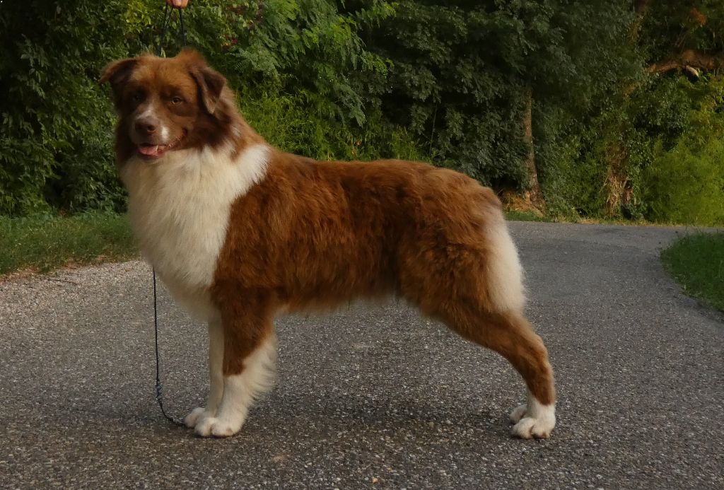 Voyou des Chemins d'Iris