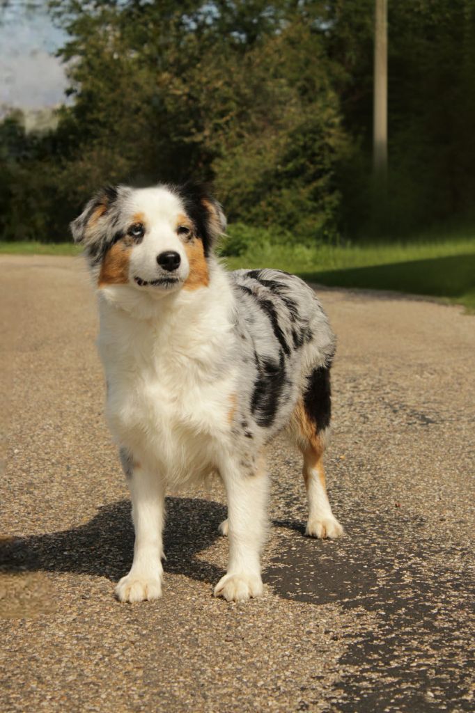 Tao la fabuleuse Du Domaine Du Clos Australien