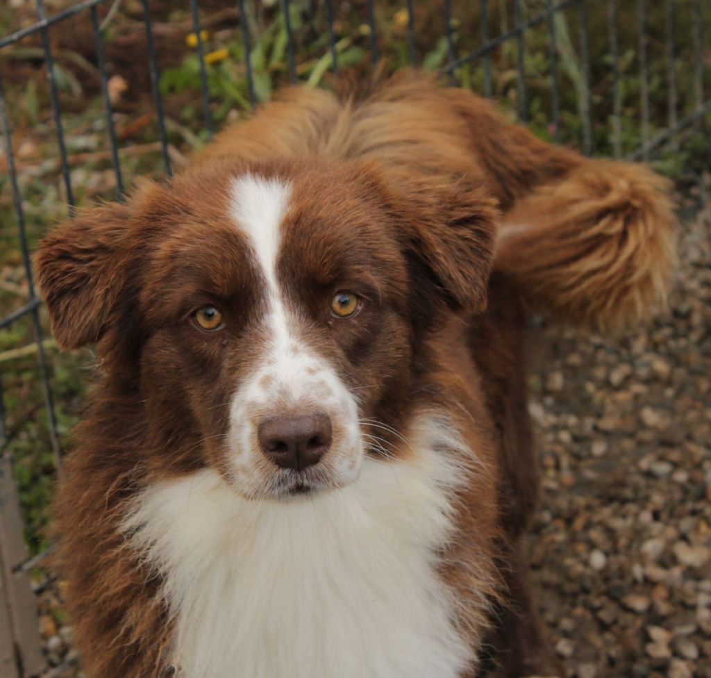Velma Du Domaine De La Canurie