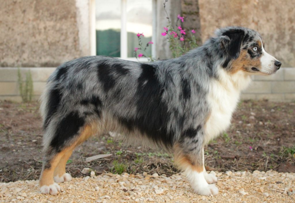 Trop belle toya Du Domaine Du Clos Australien