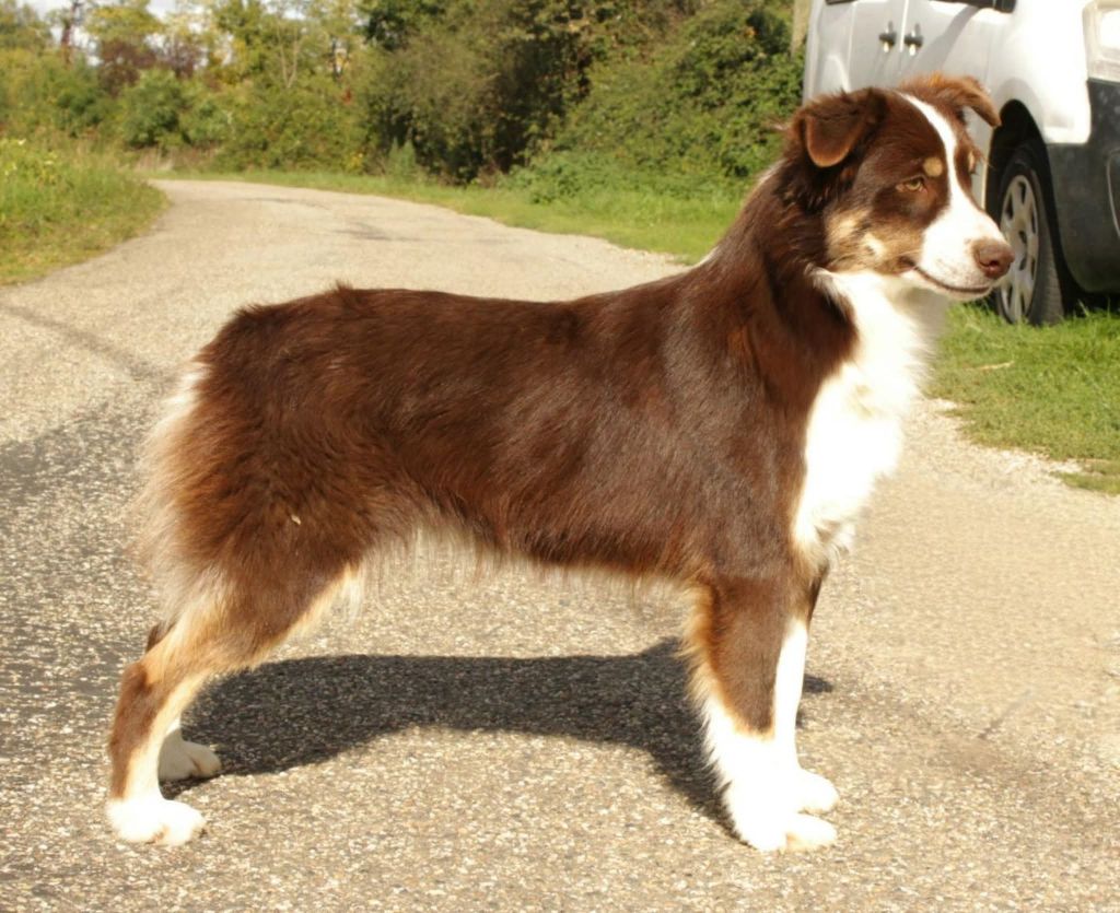 Vaiana moana Du Domaine Du Clos Australien