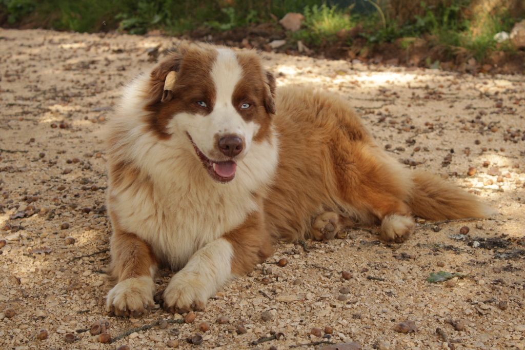 United states endji Of The Nice Sheperd