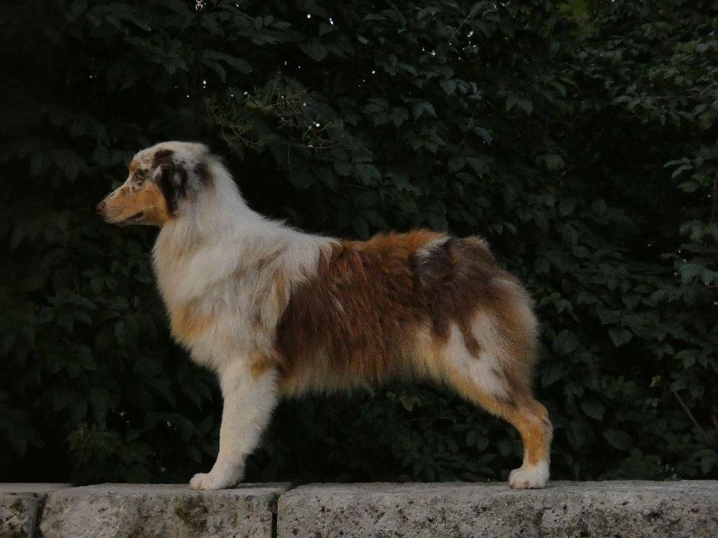 Vivo per lei vega Du Domaine Du Clos Australien