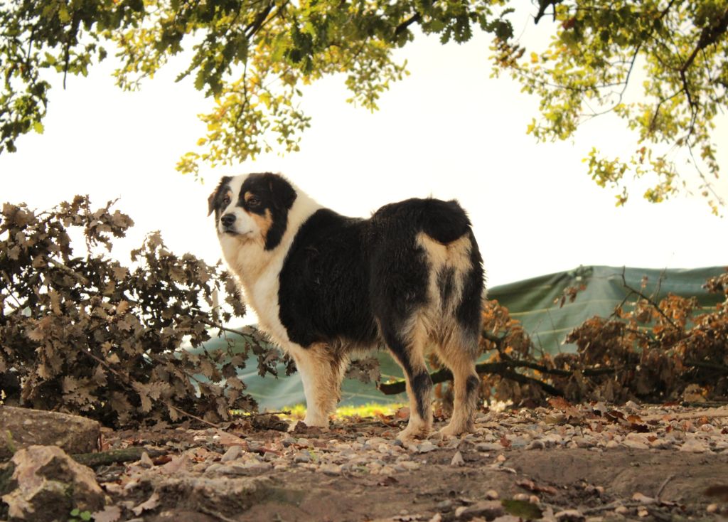 Tosca la splendide Du Domaine Du Clos Australien