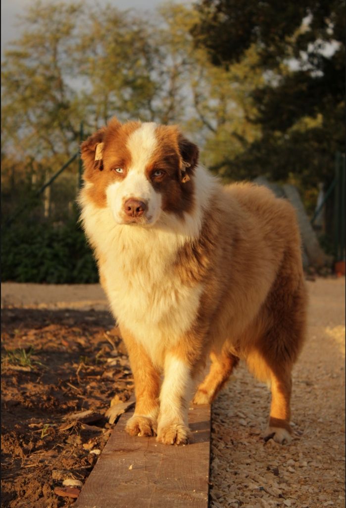 United states endji Of The Nice Sheperd