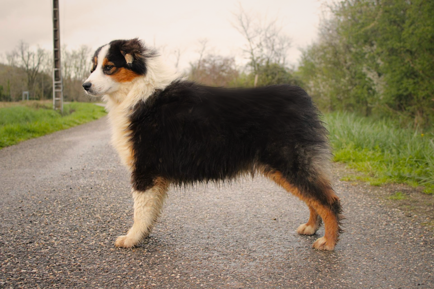 A Native American Comanche Du Domaine Du Clos Australien