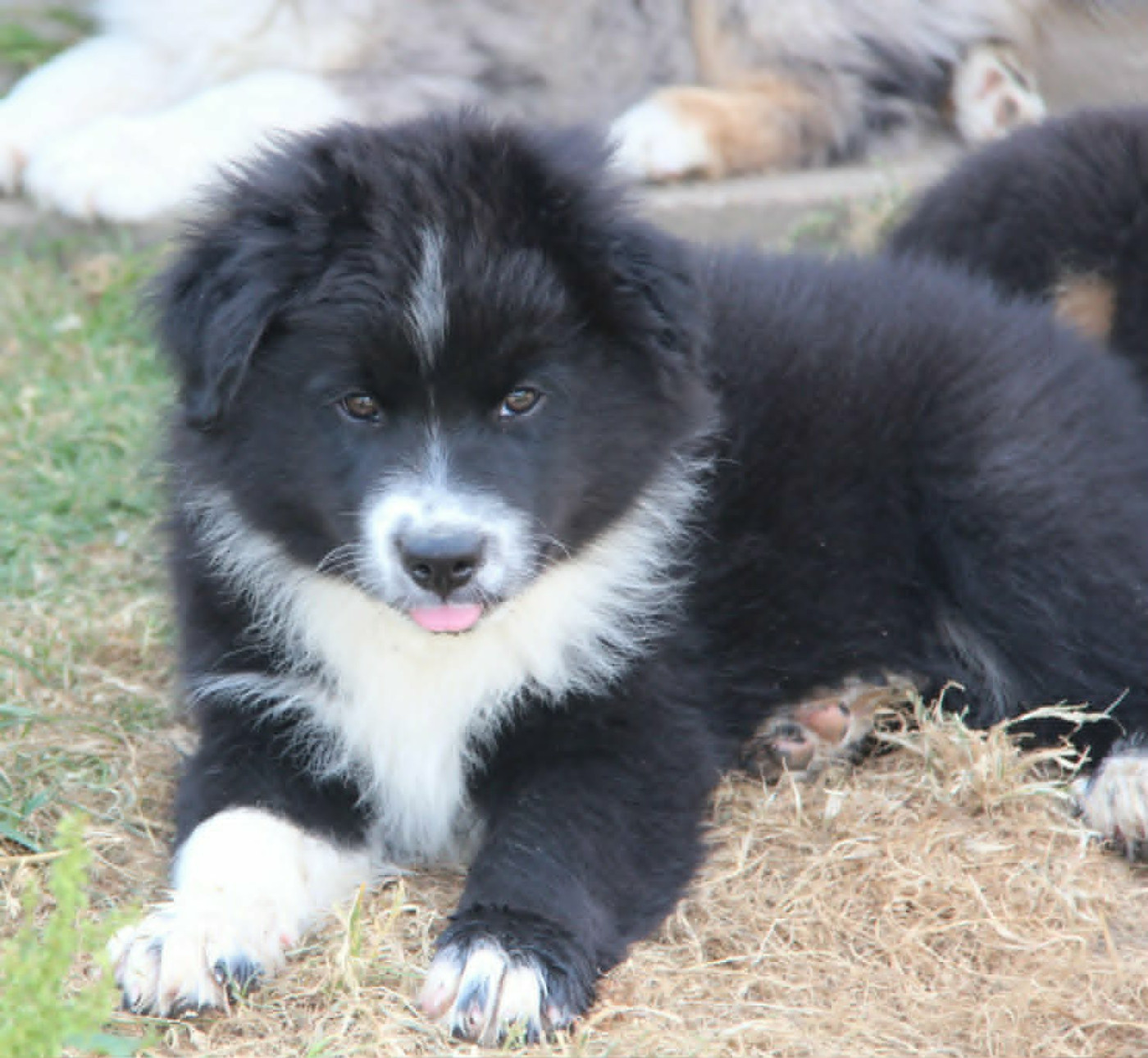 Na Caorrun Big fluffy bear
