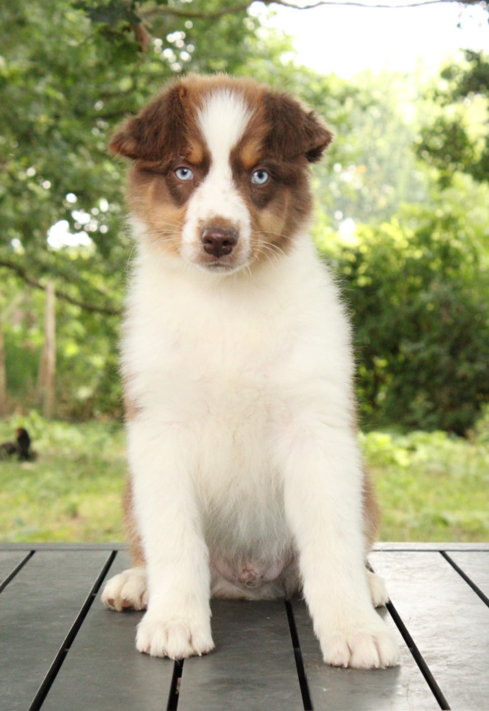 Nos chiots n'attendent que vous pour leur bonheur !