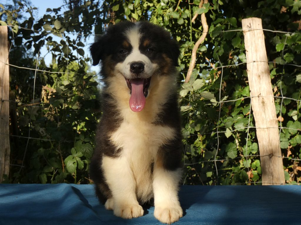 Nos chiots n'attendent que vous pour leur bonheur !