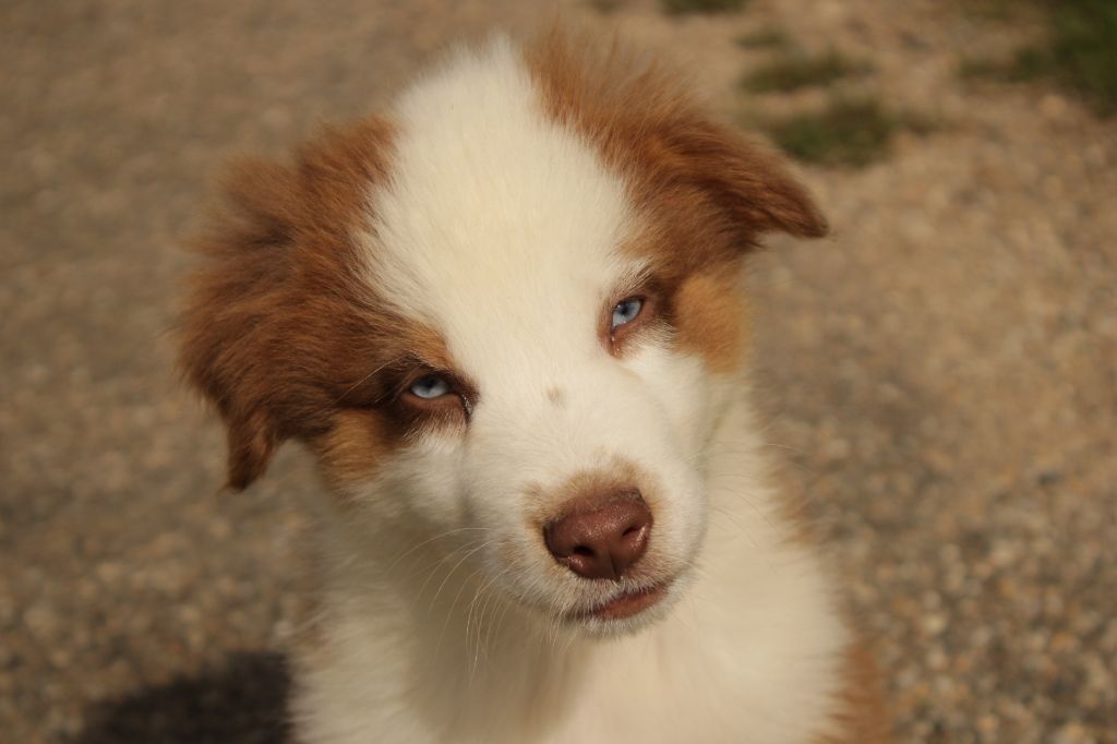 Nos chiots n'attendent que vous pour leur bonheur !