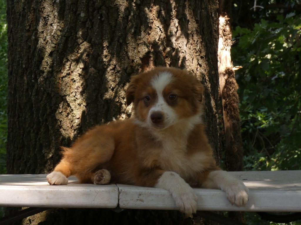 Nos chiots n'attendent que vous pour leur bonheur !