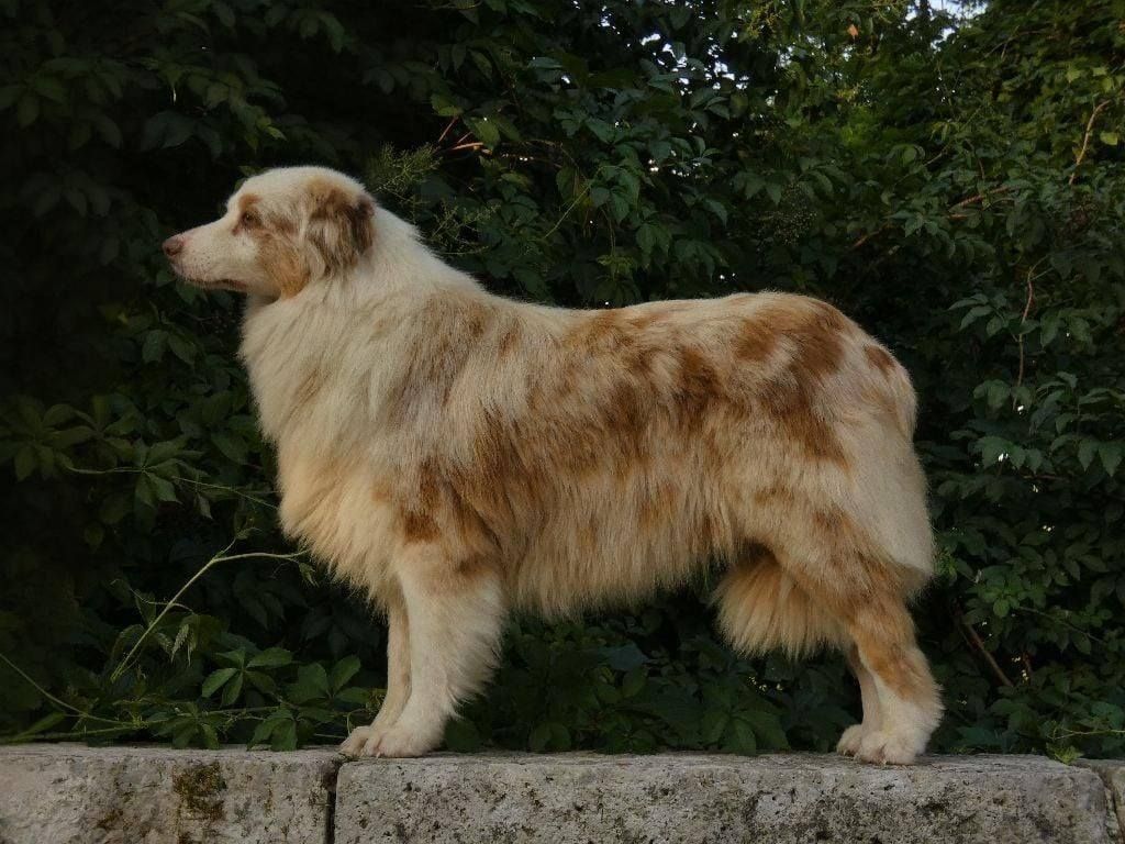 Nos loulous n'attendent que vous pour leur bonheur !