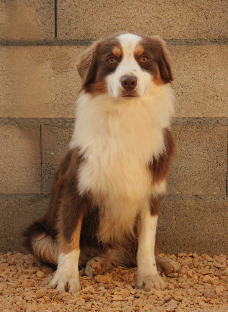 Du Domaine Du Clos Australien - Chiots disponibles - Berger Australien