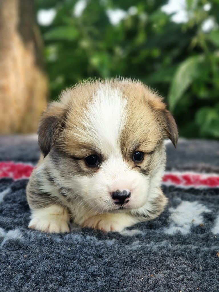 Du Domaine Du Clos Australien - Chiots disponibles - Welsh Corgi Pembroke
