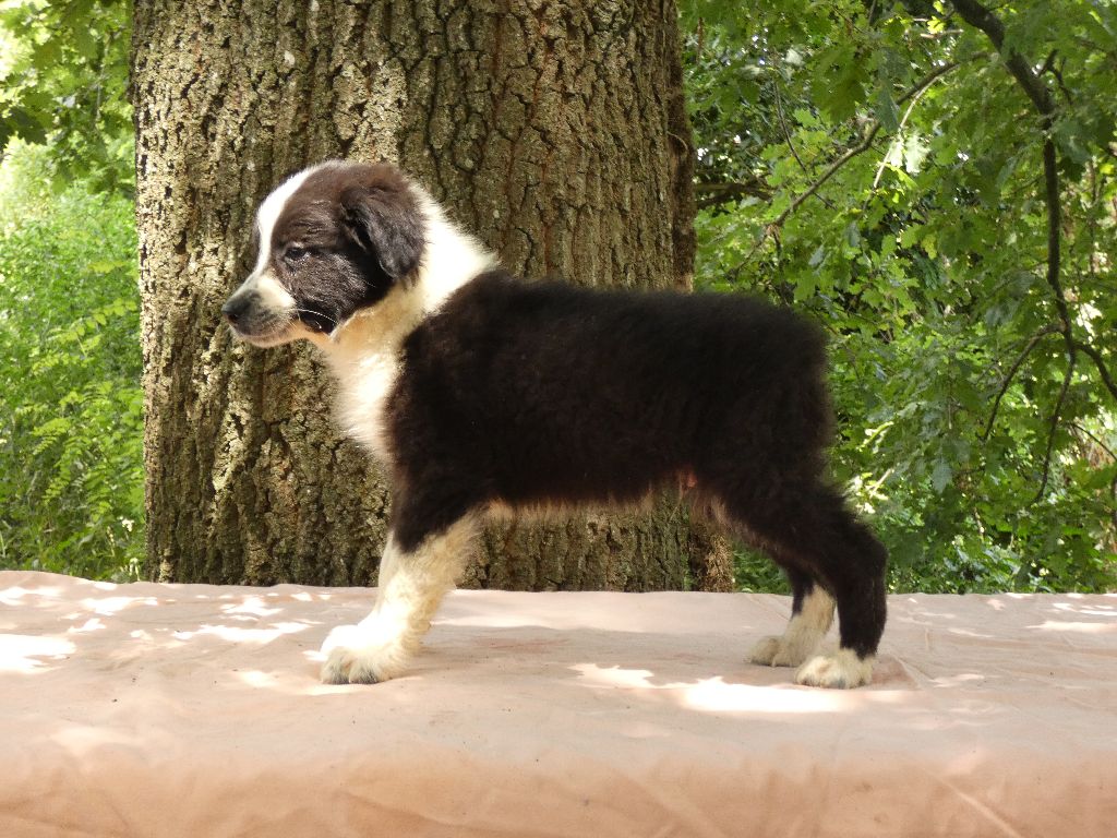 Du Domaine Du Clos Australien - Chiots disponibles - Berger Australien
