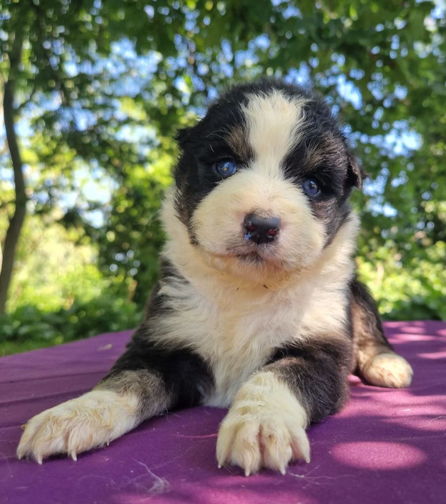 Du Domaine Du Clos Australien - Chiots disponibles - Berger Australien