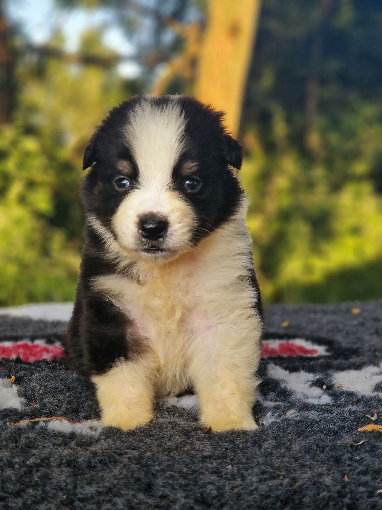 Du Domaine Du Clos Australien - Chiots disponibles - Berger Australien