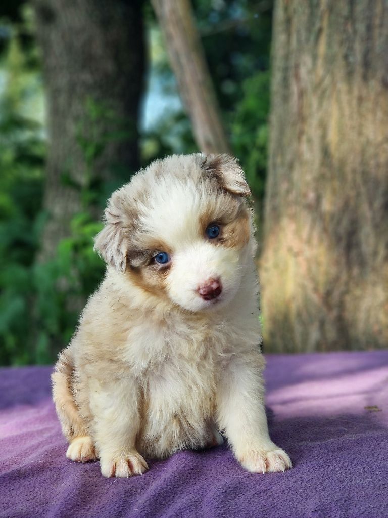 Du Domaine Du Clos Australien - Chiots disponibles - Berger Australien