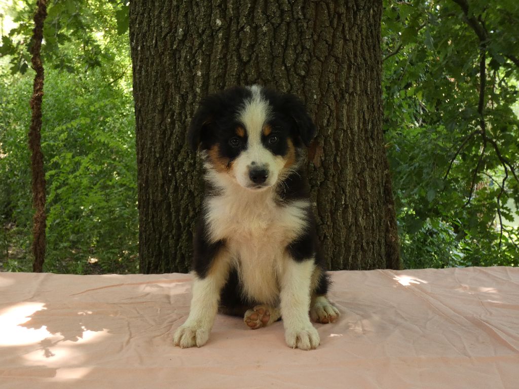 Du Domaine Du Clos Australien - Chiots disponibles - Berger Australien