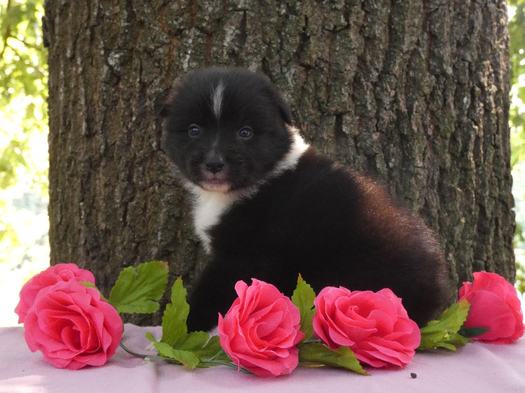 Du Domaine Du Clos Australien - Chiots disponibles - Berger Australien