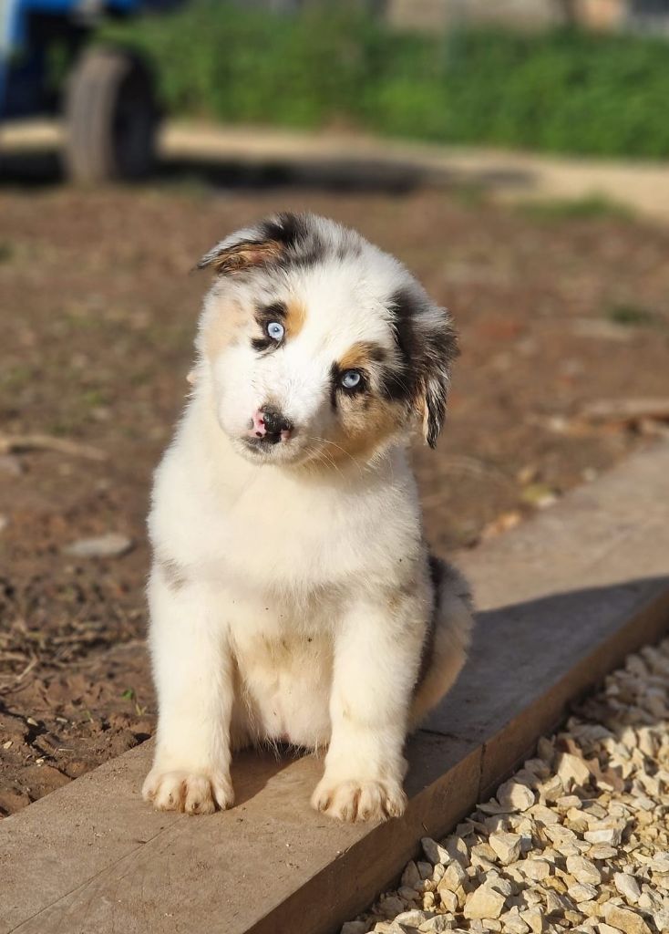 Du Domaine Du Clos Australien - Chiots disponibles - Berger Australien