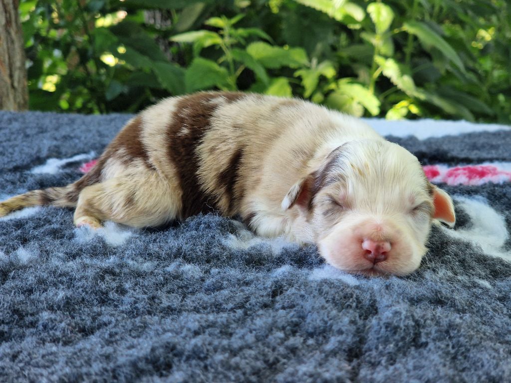 Du Domaine Du Clos Australien - Chiots disponibles - Berger Australien