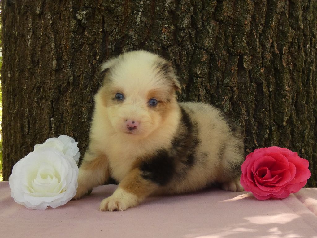 Du Domaine Du Clos Australien - Chiots disponibles - Berger Australien