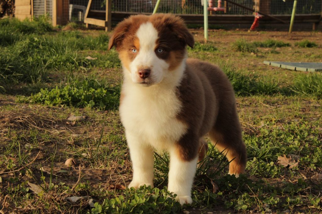 Du Domaine Du Clos Australien - Chiots disponibles - Berger Australien