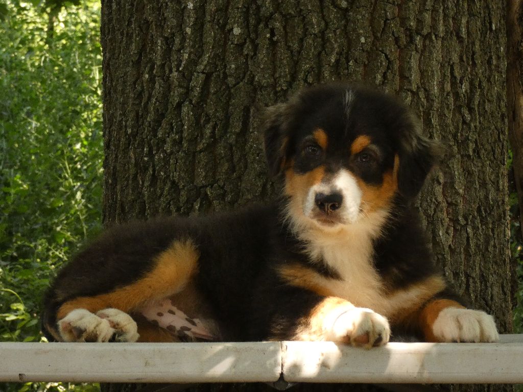Du Domaine Du Clos Australien - Chiots disponibles - Berger Australien