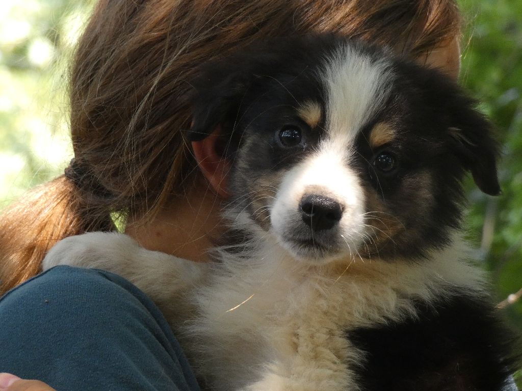 Du Domaine Du Clos Australien - Chiots disponibles - Berger Australien