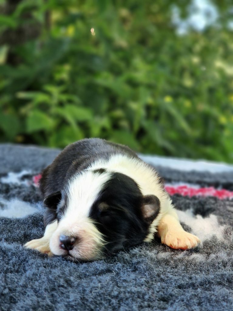 Du Domaine Du Clos Australien - Chiots disponibles - Berger Australien