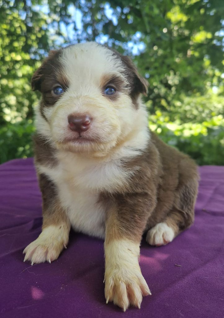 Du Domaine Du Clos Australien - Chiots disponibles - Berger Australien
