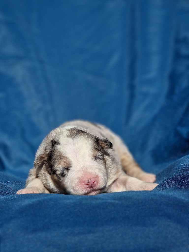Du Domaine Du Clos Australien - Chiots disponibles - Berger Australien