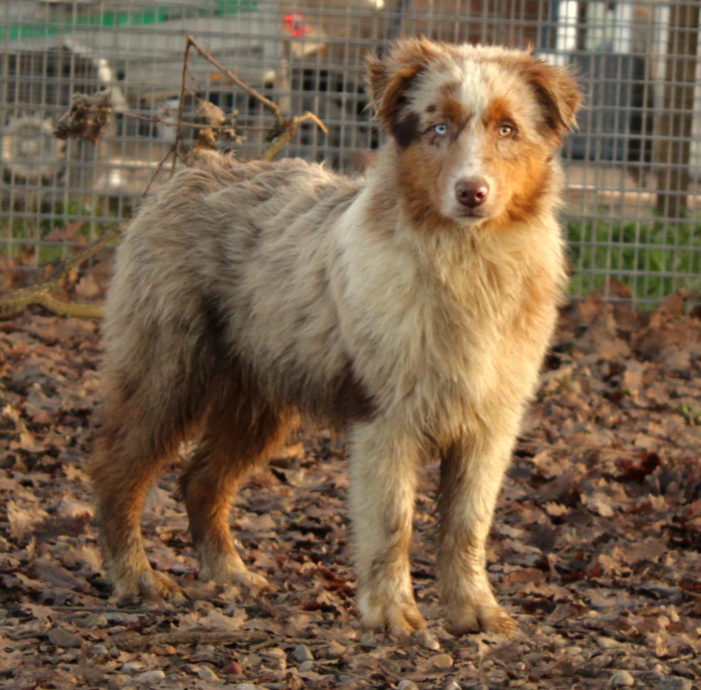 Du Domaine Du Clos Australien - Chiots disponibles - Berger Australien