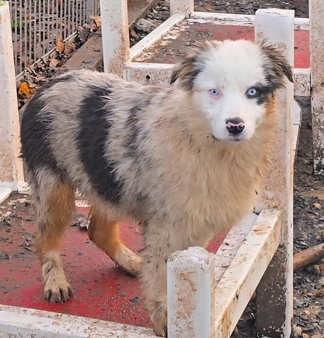 Du Domaine Du Clos Australien - Chiots disponibles - Berger Australien