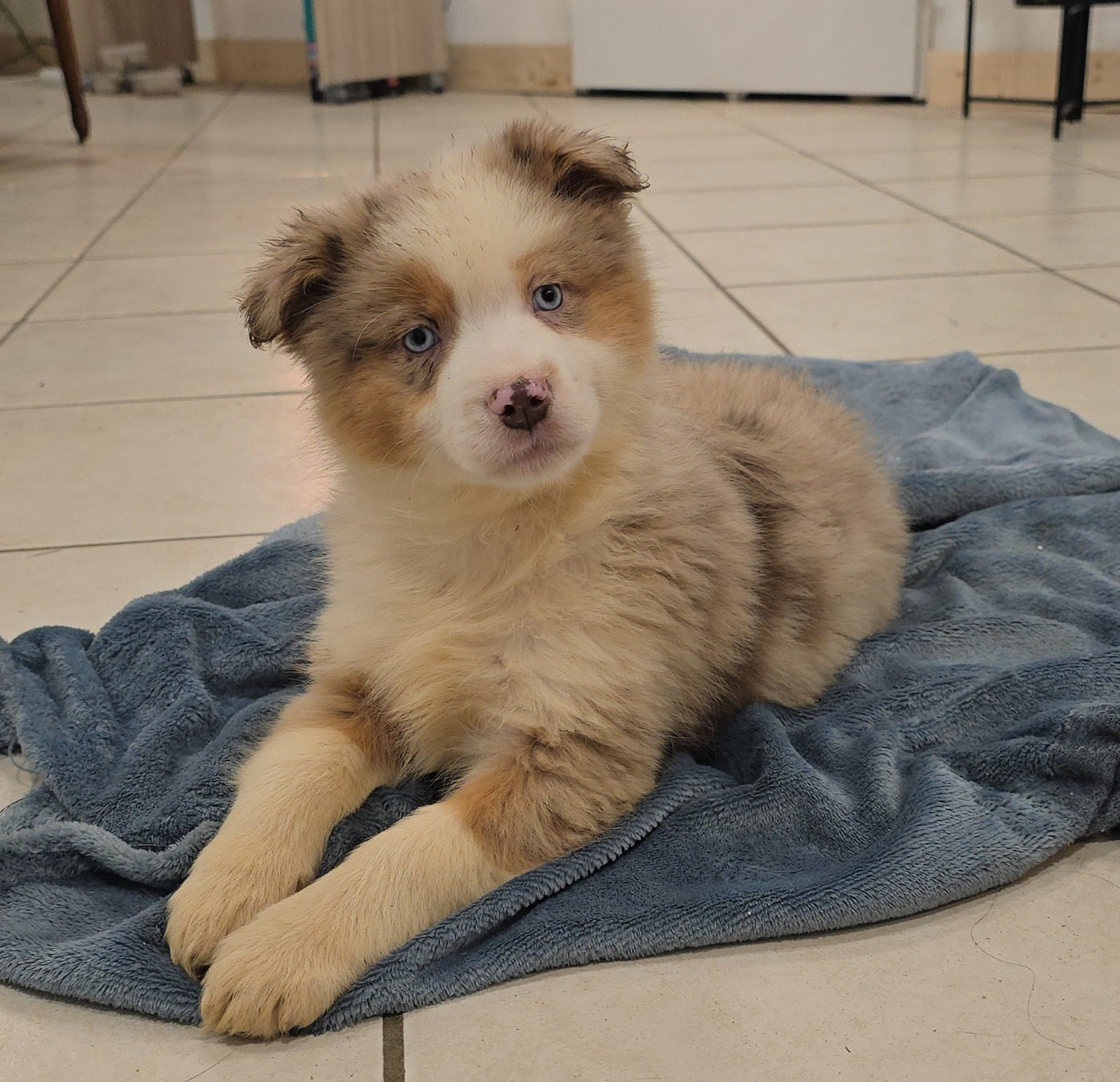 Du Domaine Du Clos Australien - Chiots disponibles - Berger Américain Miniature 