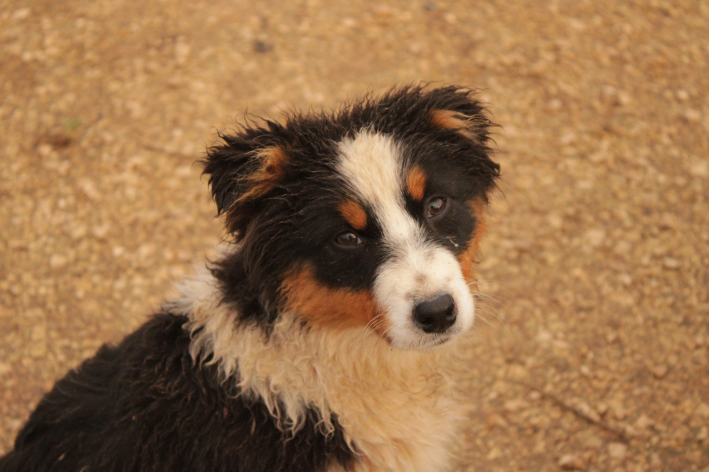 Du Domaine Du Clos Australien - Chiots disponibles - Berger Australien