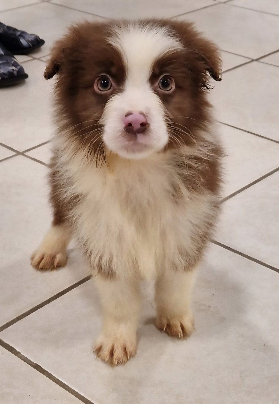 Du Domaine Du Clos Australien - Chiots disponibles - Berger Australien