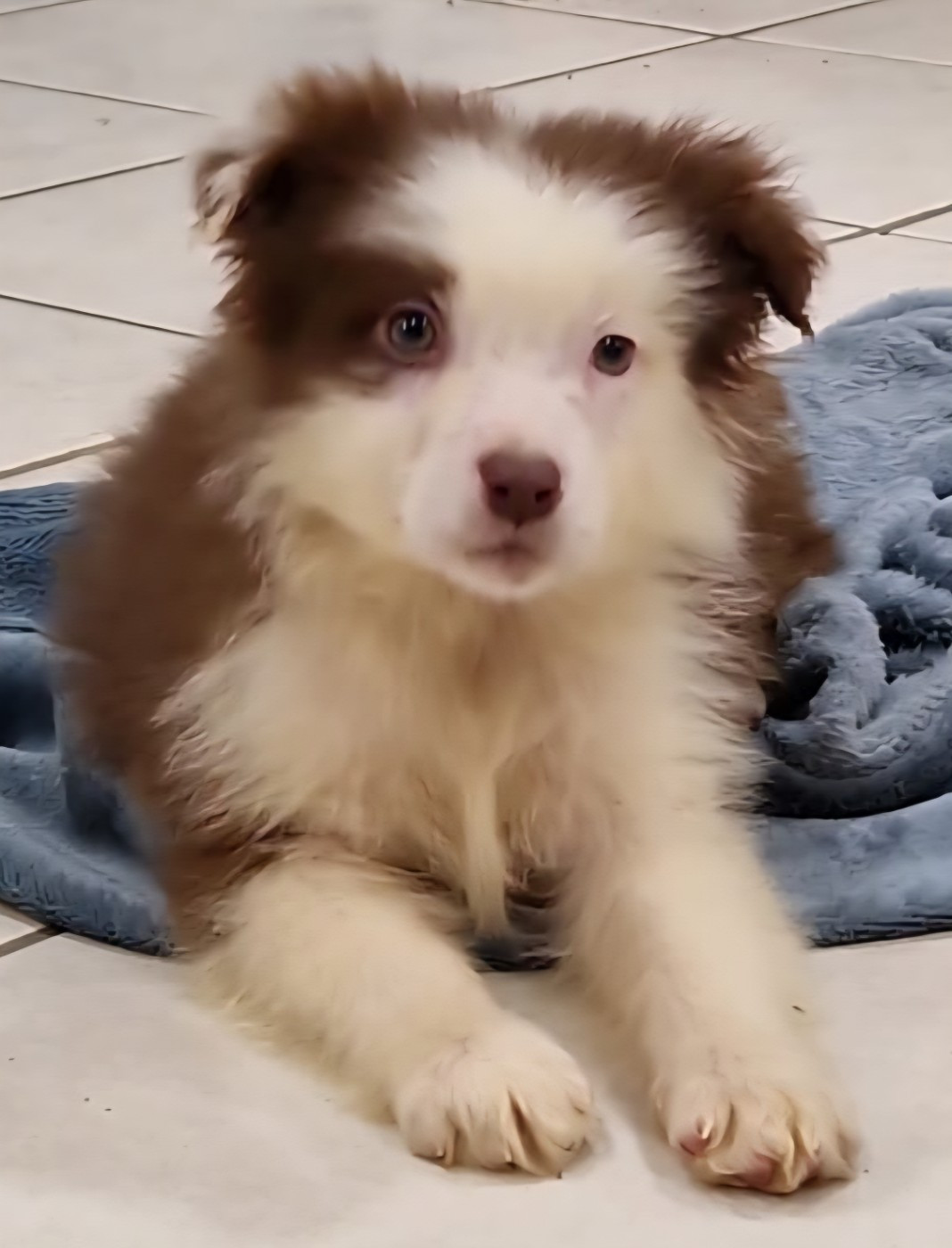 Du Domaine Du Clos Australien - Chiots disponibles - Berger Australien