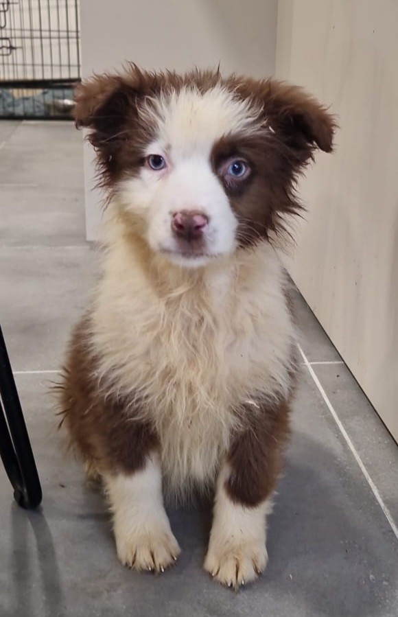 Du Domaine Du Clos Australien - Chiots disponibles - Berger Australien