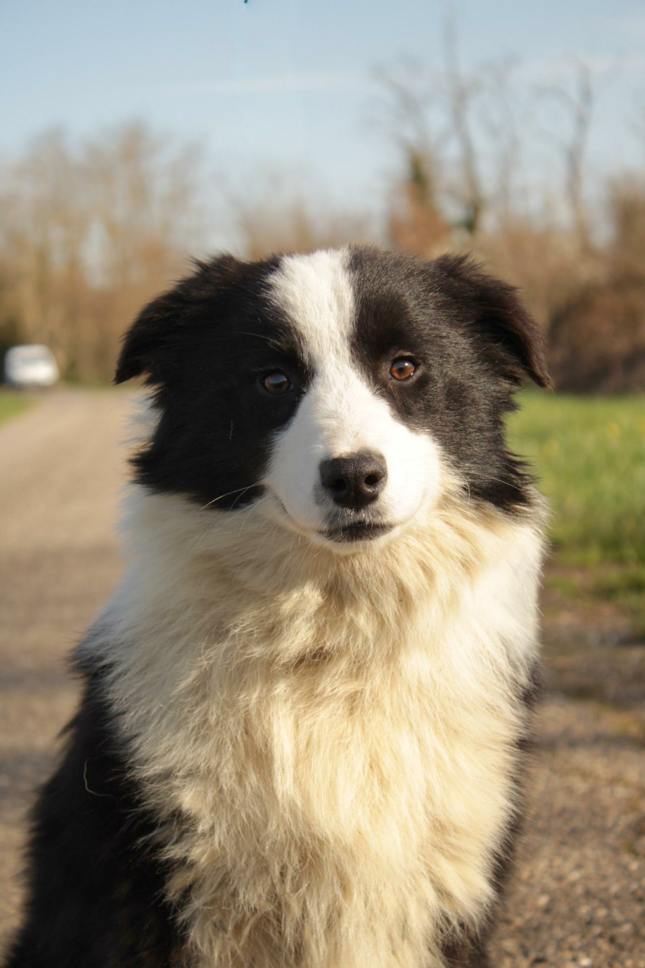 Du Domaine Du Clos Australien - Chiots disponibles - Berger Australien